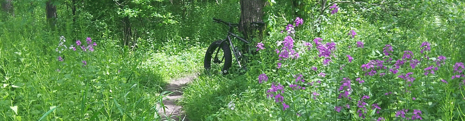 Fat Tire Tracks